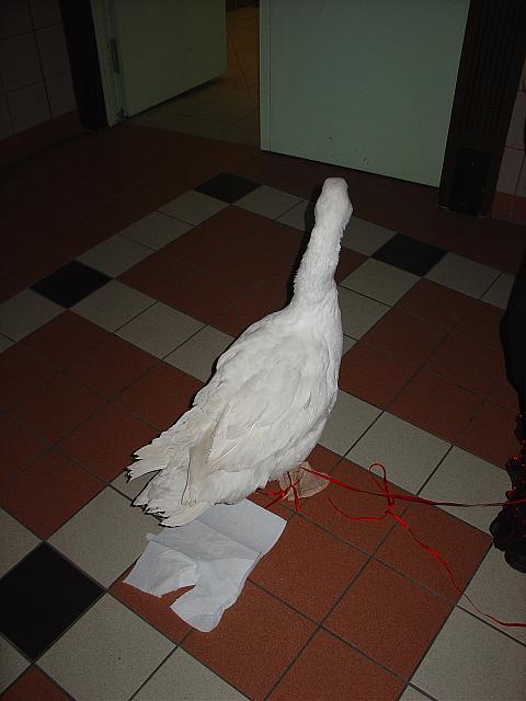 DSC01184
